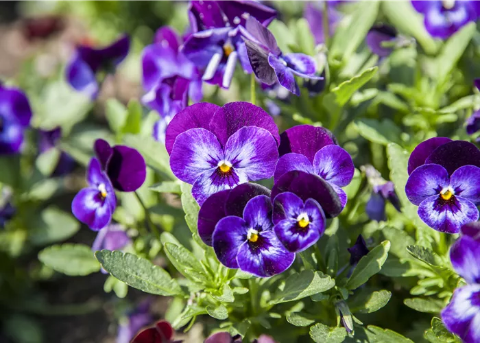 Stiefmütterchen als Highlight für Garten und Balkon