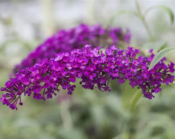 Buddleja davidii 'Royal Red'