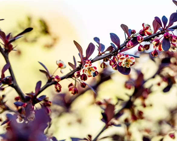 Berberis thunbergii 'Atropurpurea'