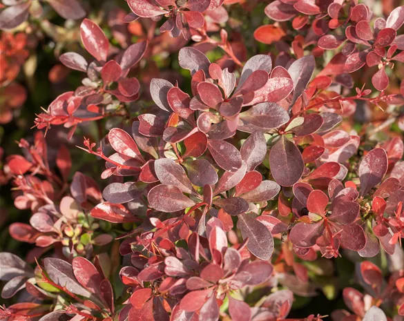 Berberis thunbergii 'Atropurpurea Nana'