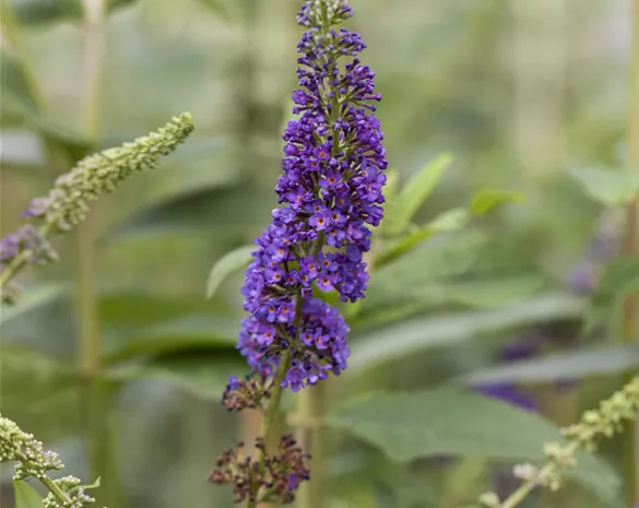 Buddleja davidii 'Empire Blue'