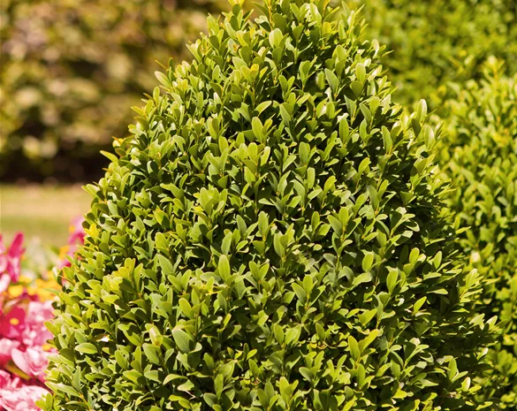 Buxus sempervirens arborescens
