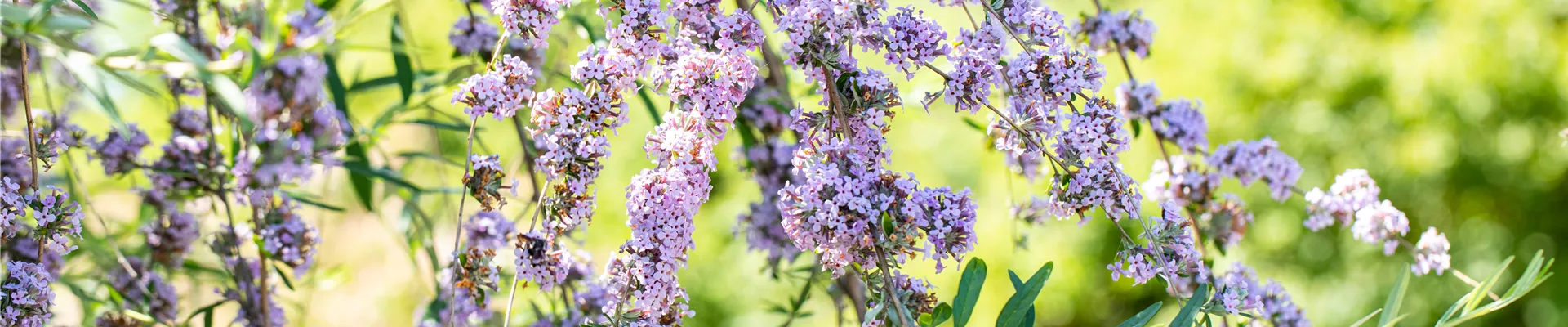 Schmetterlingsflieder