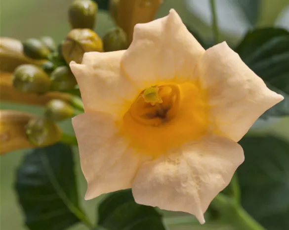 Campsis 'Golden Trumpet' ®