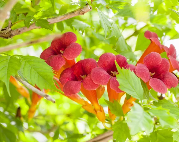 Campsis radicans 'Flamenco'