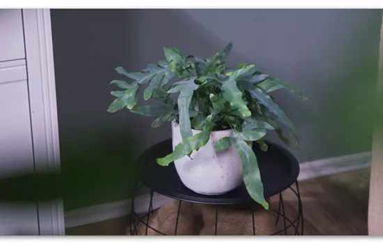 Zimmerpflanzenportrait - Blaufarn