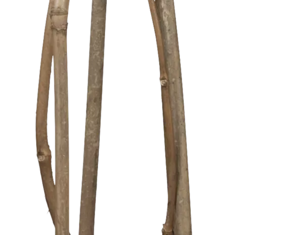 Campsis radicans 'Flava'