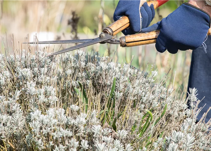 Zeit für eine neue Frisur – Stauden zurückschneiden