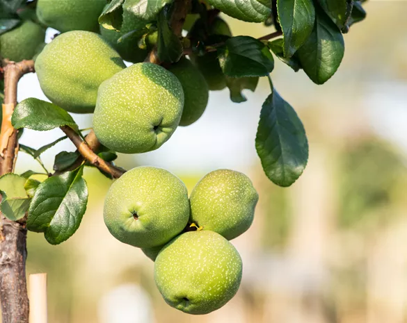 Chaenomeles superba 'Crimson and Gold'