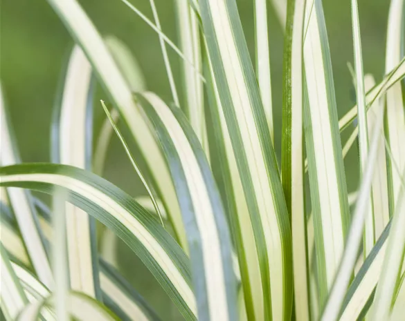 Carex hachijoensis 'Evergold'