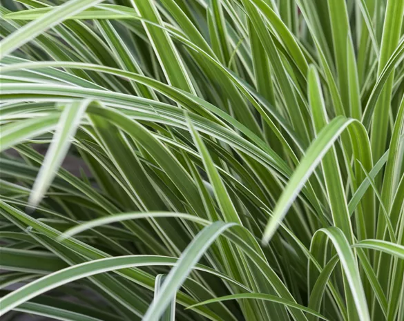 Carex morrowii 'Ice Dance'