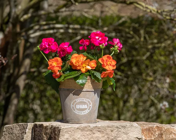 Begonien als blühende Akzente für Balkon und Garten