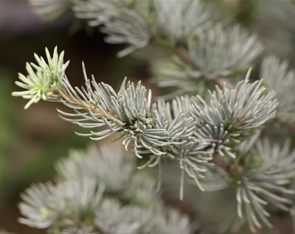 Cedrus atlantica 'Glauca'