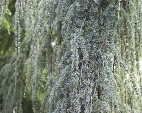 Cedrus atlantica 'Glauca Pendula'