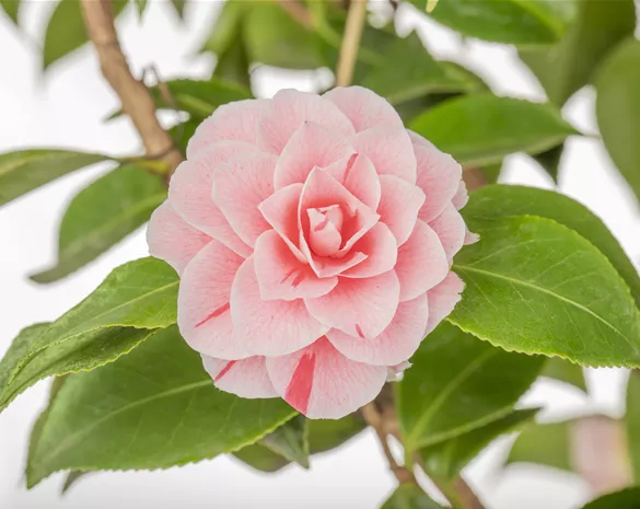 Camellia japonica 'Bonomiana'
