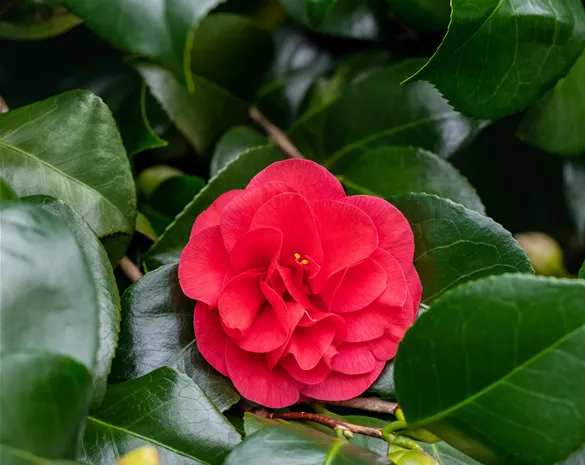 Camellia japonica 'Lady Campbell'