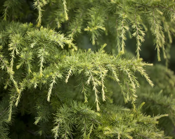 Cedrus deodara 'Golden Horizon'