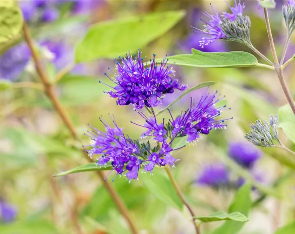 Caryopteris clandonensis 'Heavenly Blue'