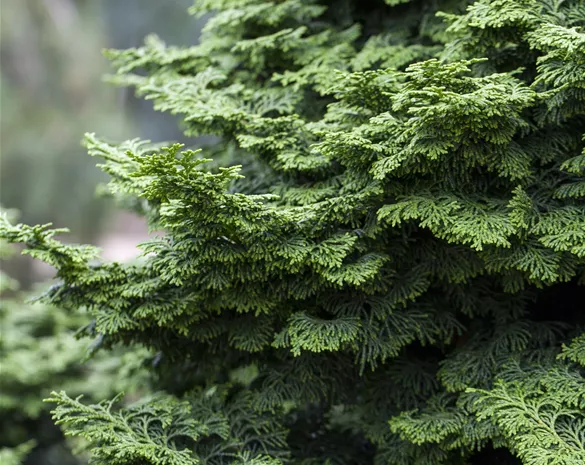 Chamaecyparis obtusa 'Kosteri'