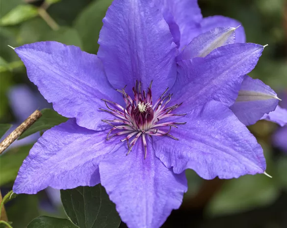 Clematis 'Lasurstern'