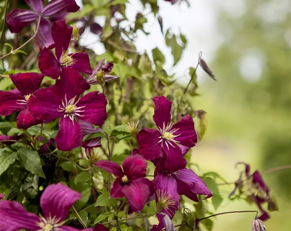 Clematis 'Mad.Julia Correvon'