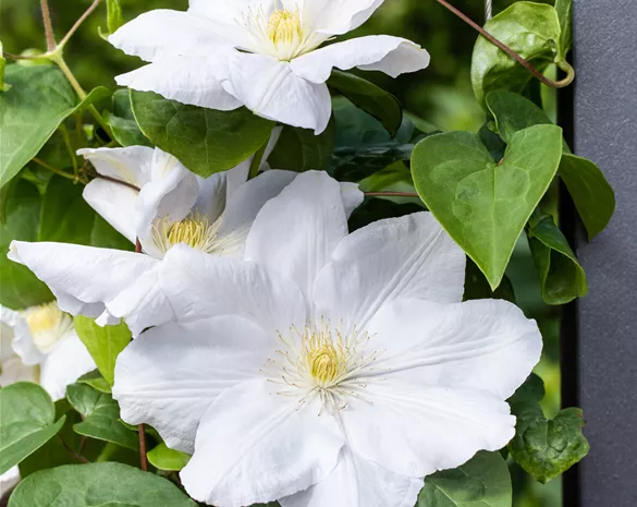 Clematis 'Madame le Coultre'