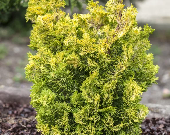 Chamaecyparis obtusa 'Meroke Twin'