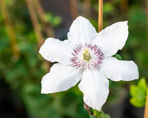 Clematis 'Miss Bateman'