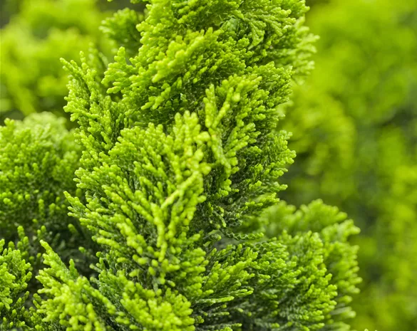 Chamaecyparis obtusa 'Nana Aurea'