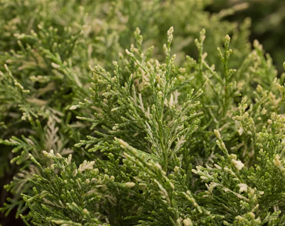 Chamaecyparis laws. 'Pearly Swirls'