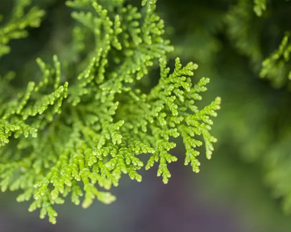 Chamaecyparis obtusa 'Nana Gracilis'