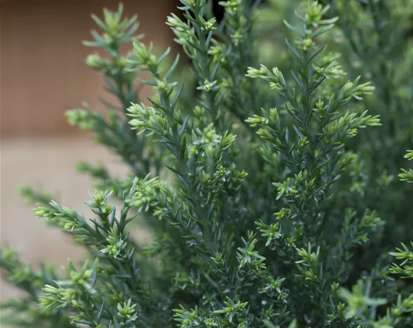 Chamaecyparis laws. 'Snow White'