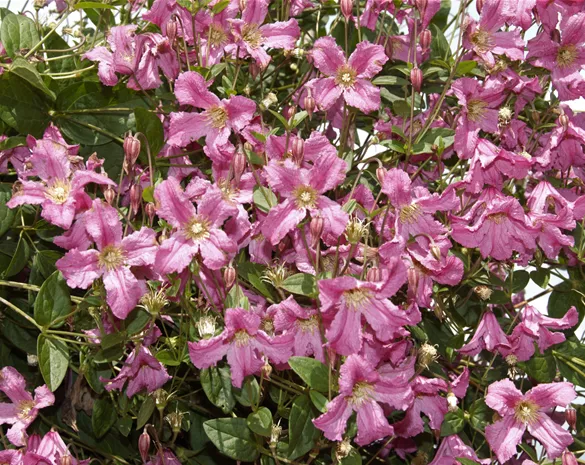 Clematis montana 'Freda'