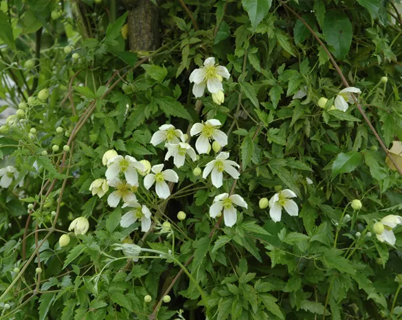 Clematis montana 'Grandiflora'