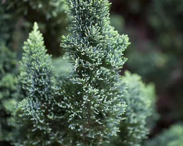 Chamaecyparis laws. 'Wissel's Saguaro'