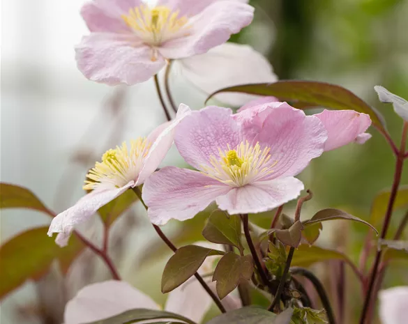 Clematis montana 'Mayleen'