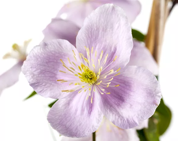 Clematis montana 'Rubens'