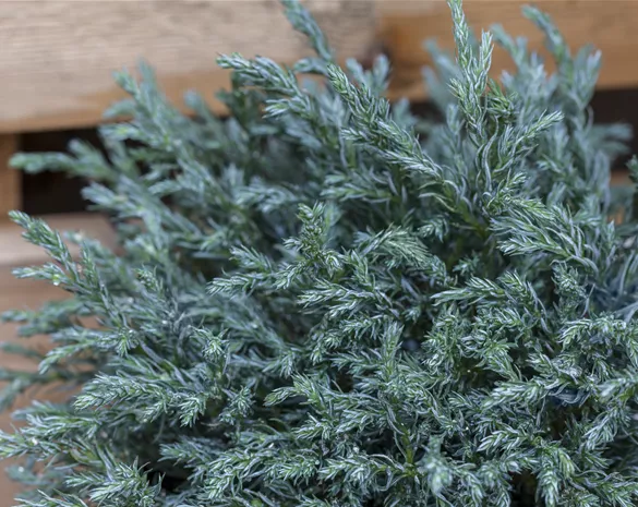 Chamaecyparis pis. 'Baby Blue'