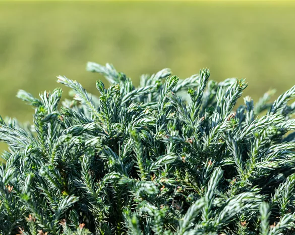 Chamaecyparis pis. 'Blue Moon' ®