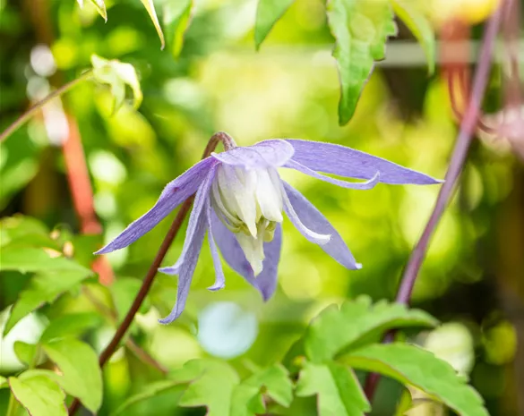Clematis alpina 'Frances Rivis'