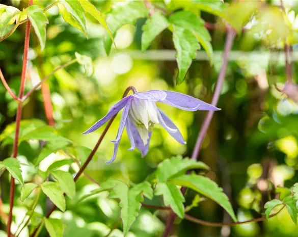 Clematis alpina