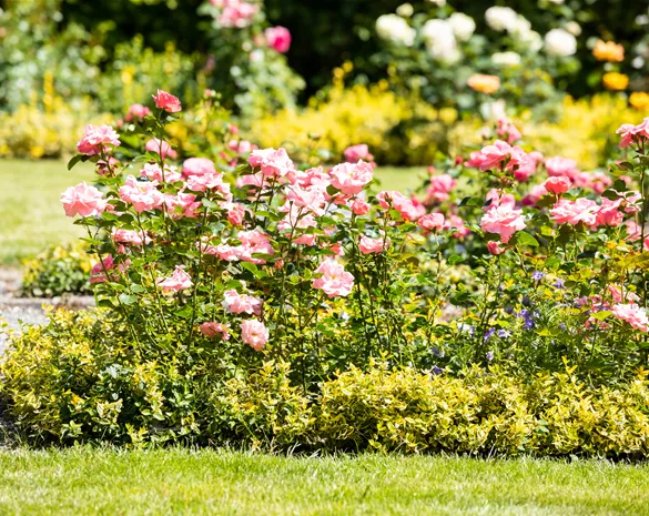 Bezaubernde Gartengestaltung mit Beetrosen entdecken