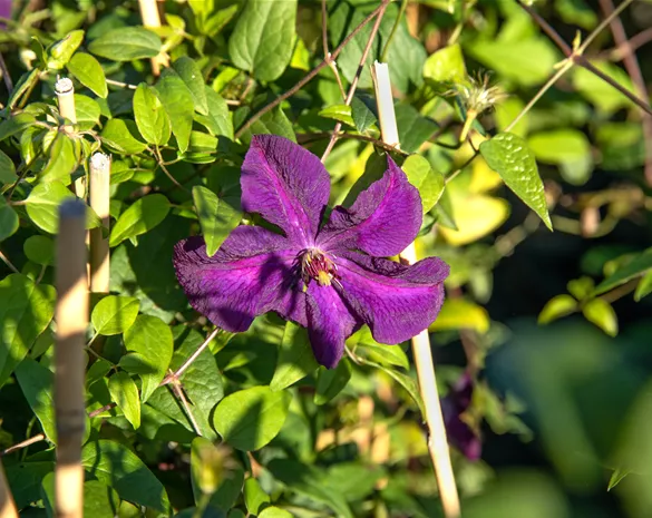 Clematis 'Polish Spirit'