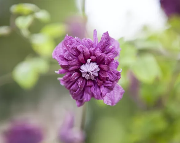 Clematis 'Purpurea plena Elegans'
