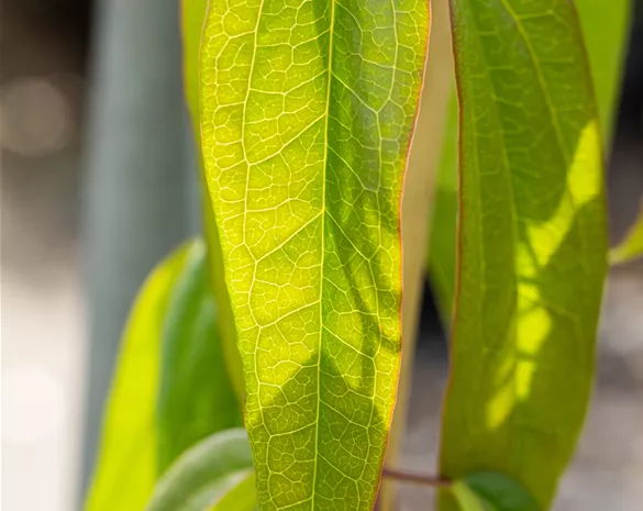 Clematis armandii 'Apple Blossom'