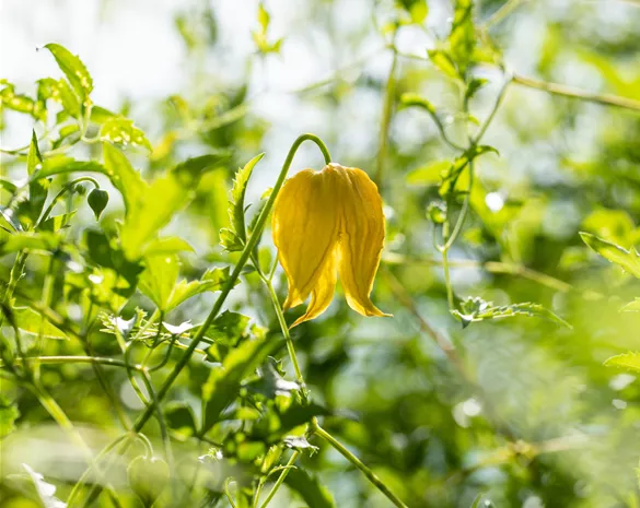 Clematis serratifolia 'Golden Tiara' ®