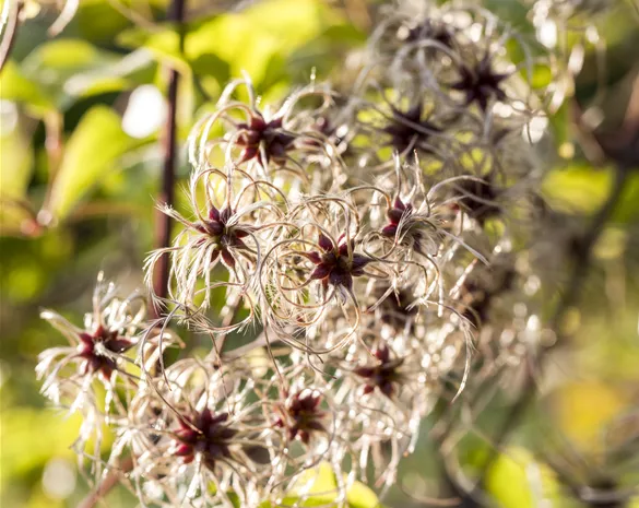 Clematis tangutica