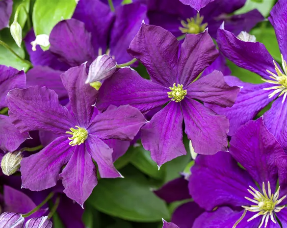 Clematis viticella 'Etoile Violette'