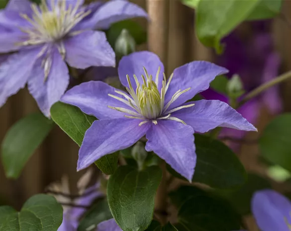 Clematis 'Dorothy Walton'
