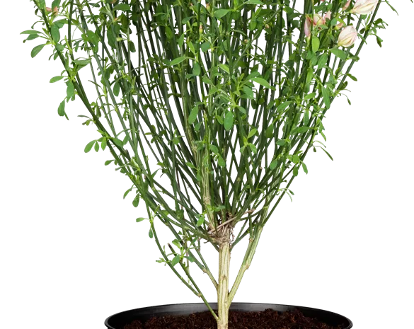Cytisus praecox 'Zeelandia'